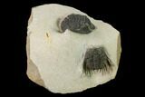 Leonaspis & Dalejeproetus Trilobite Association - Morocco #138106-1